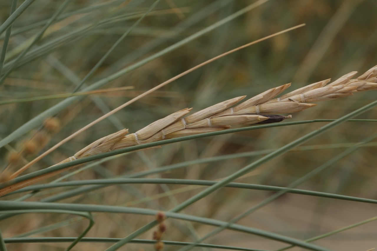 Elytrigia juncea boreali-atlantica.jpg