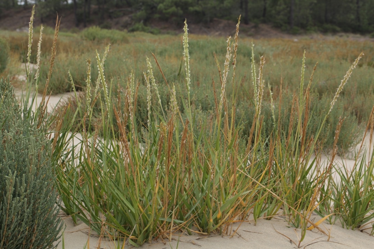 Spartina anglica.jpg