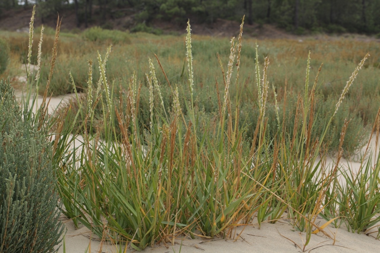 Spartina anglica.jpg