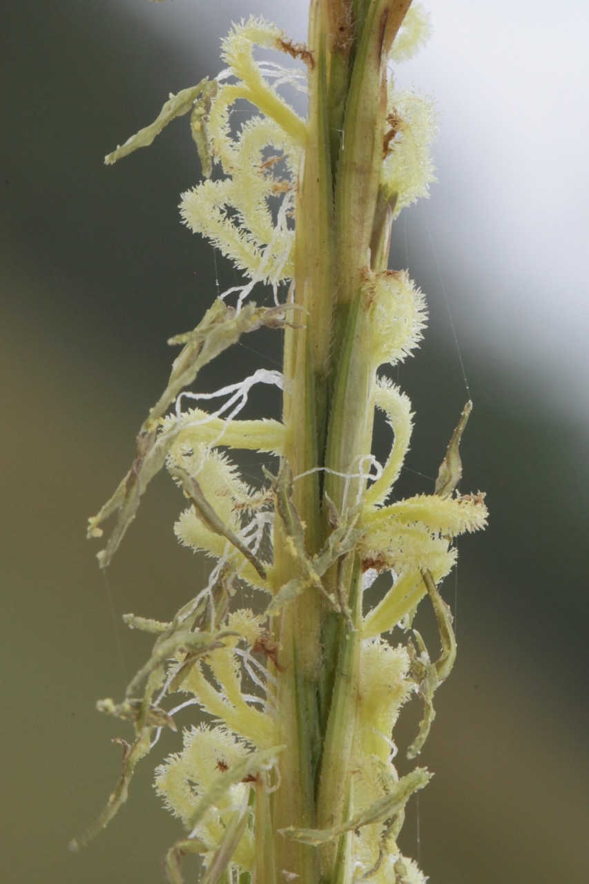 Spartina anglica1.jpg