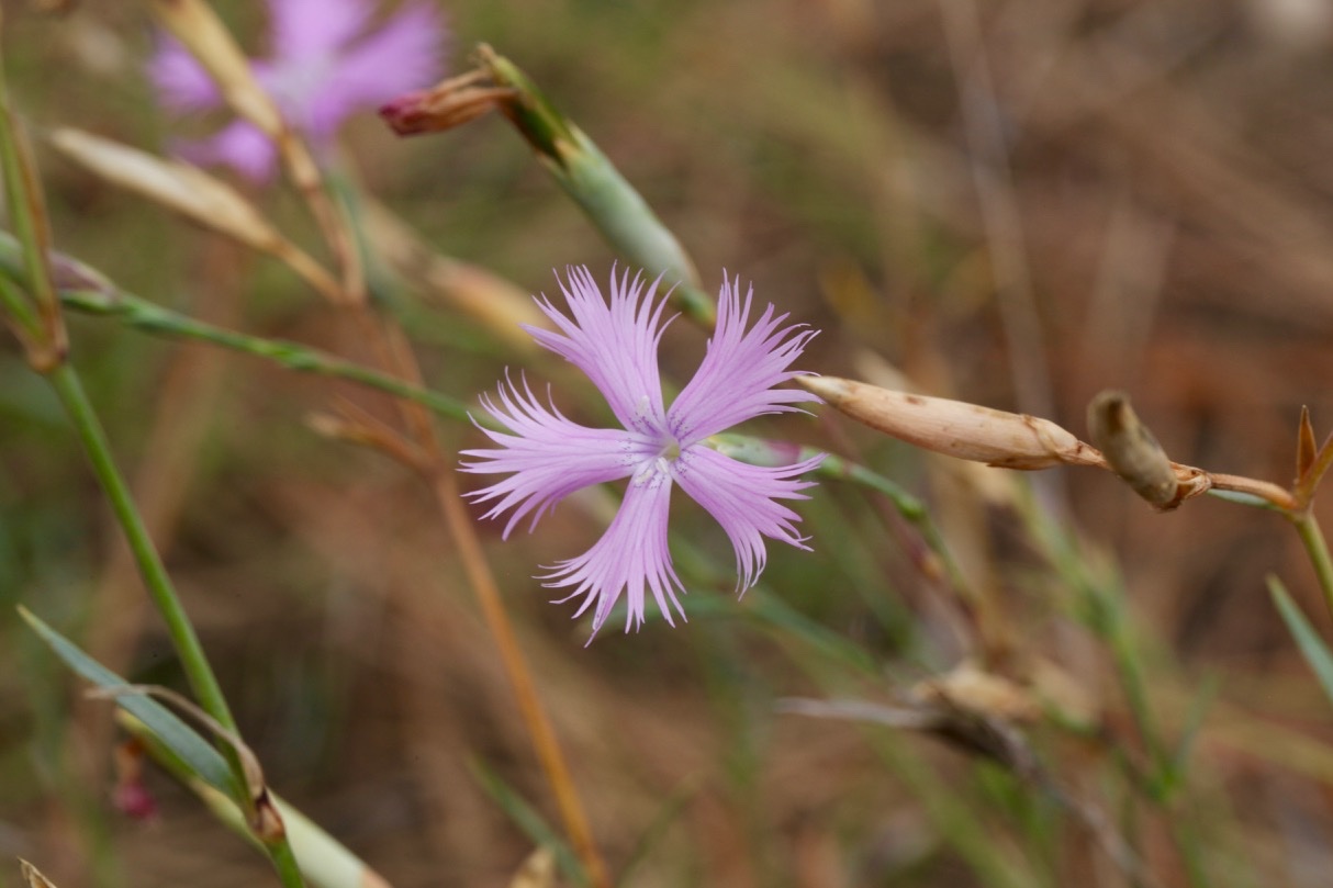 Dianthus gallicus (1).jpg