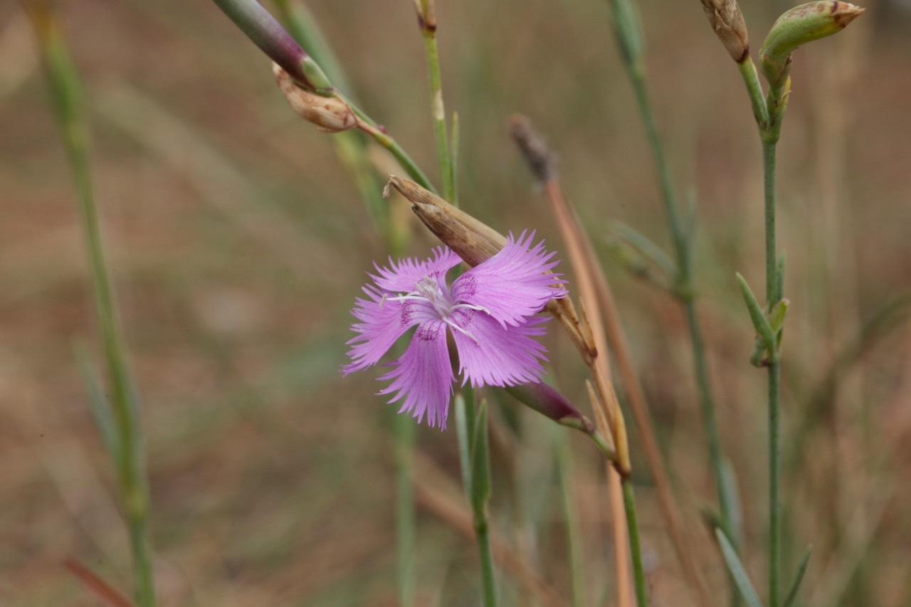 Dianthus gallicus.jpg