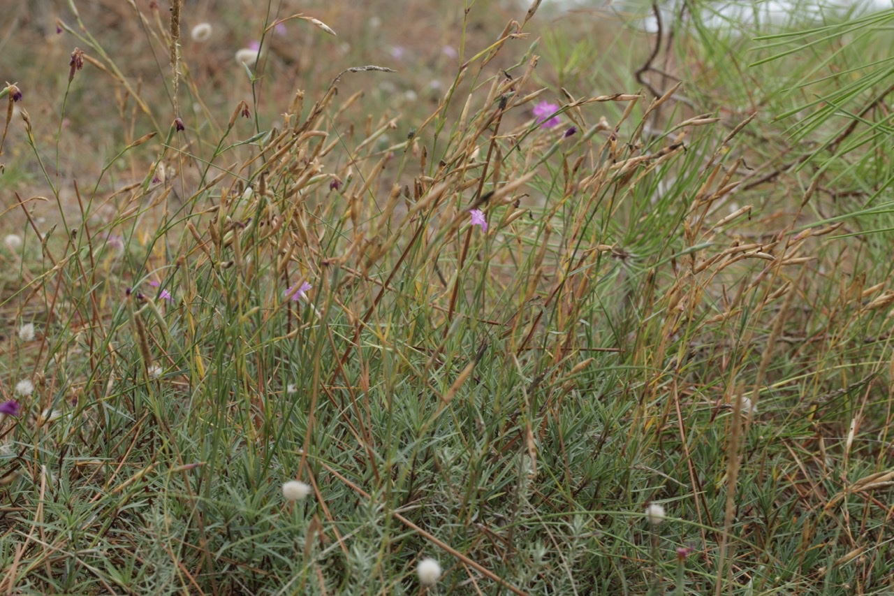 Dianthus gallicus (3).jpg