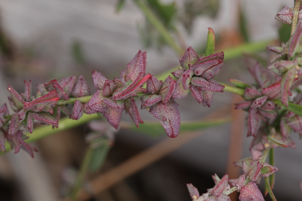 Atriplex prostata.jpg