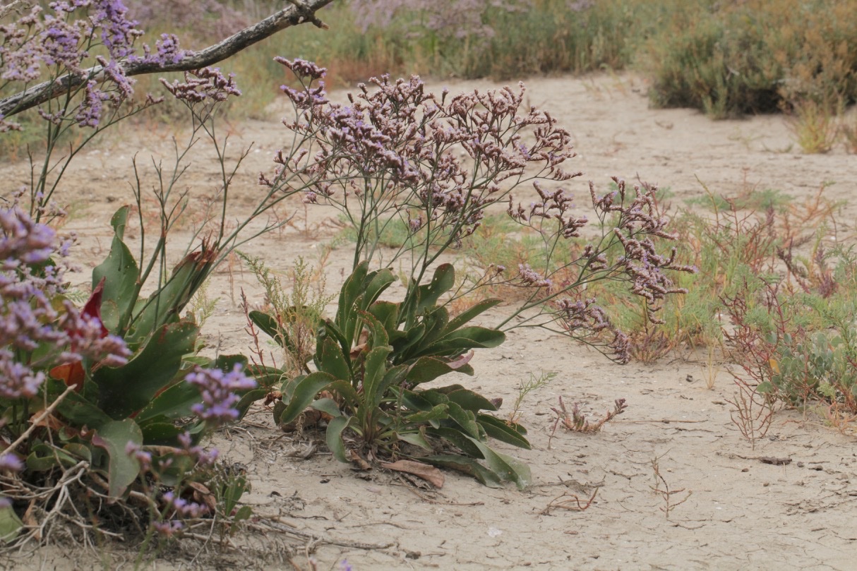 Limonium vulgare (1).jpg