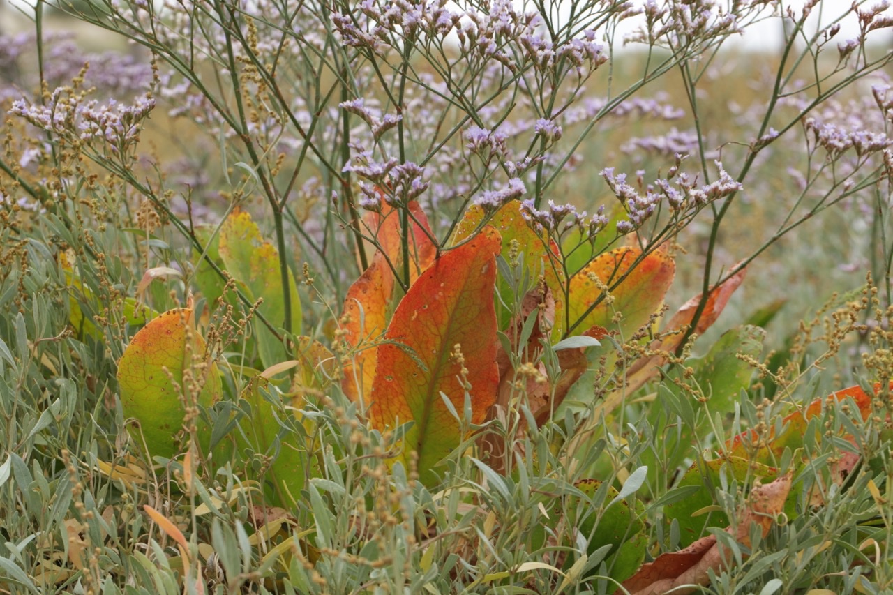 Limonium vulgare.jpg