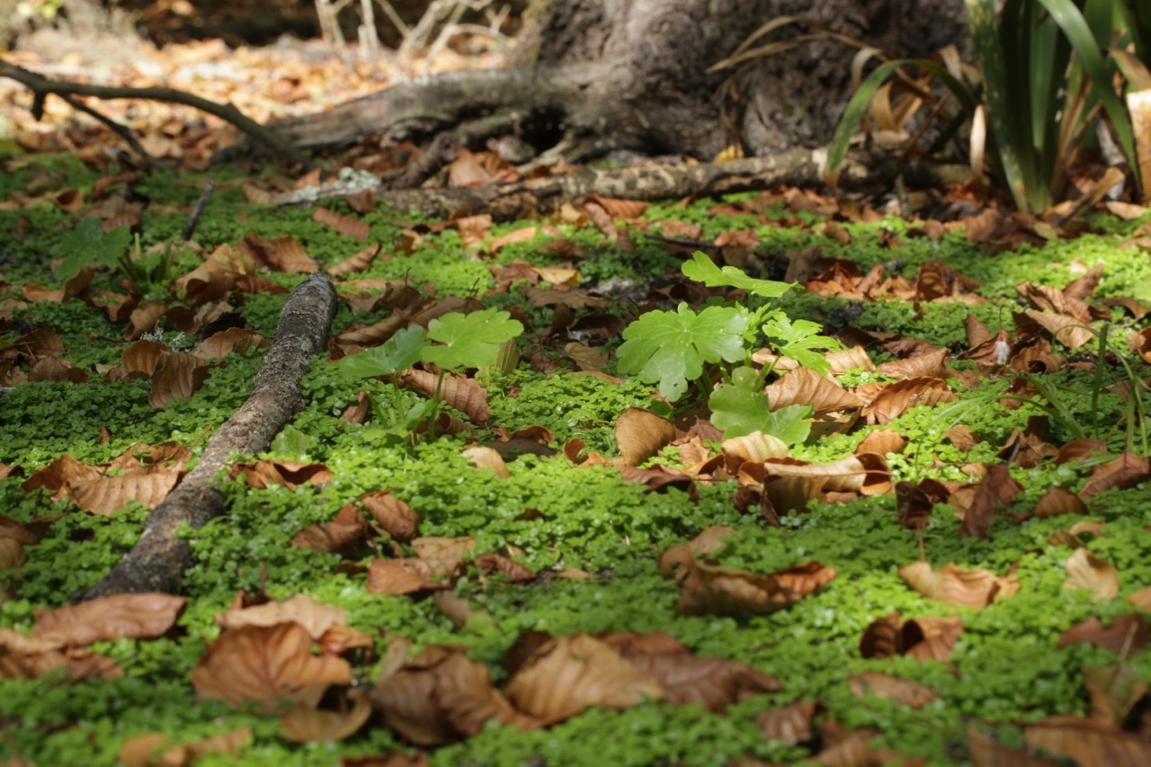 Callitriche + ranunculus sceleratus.jpg