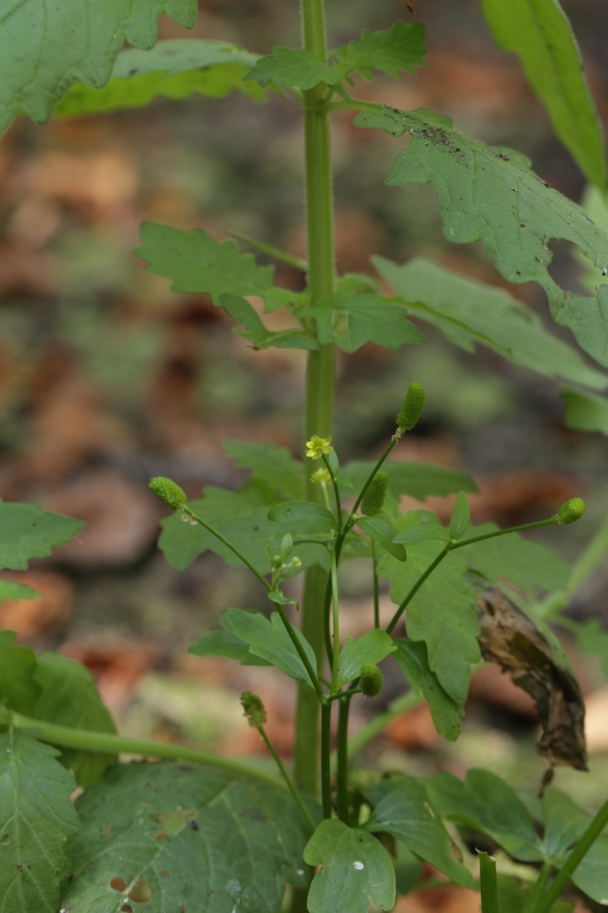 Ranunculus sceleratus.jpg