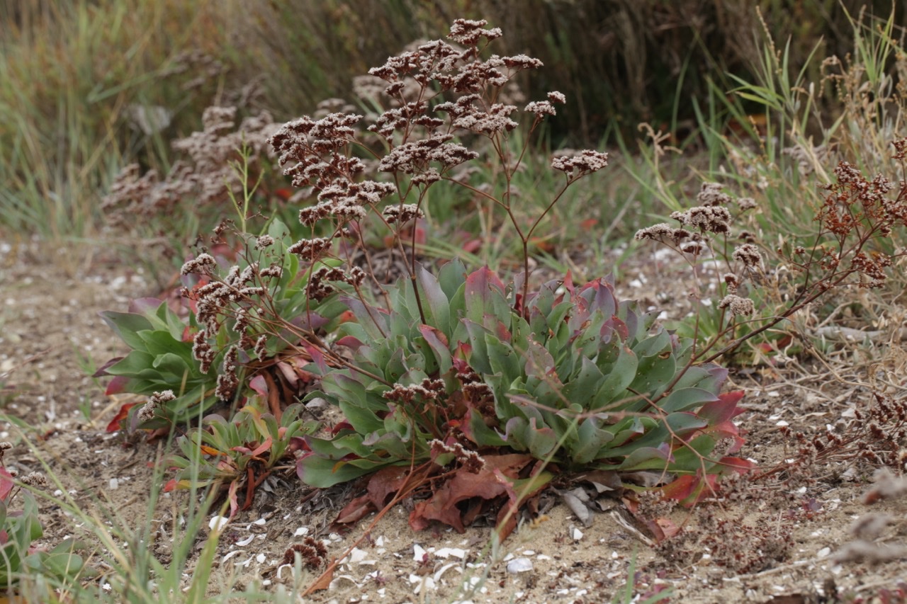 Limonium ovalifolium.jpg