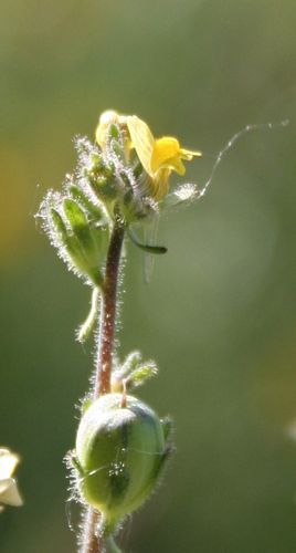 IMG_Linaria GP.JPG