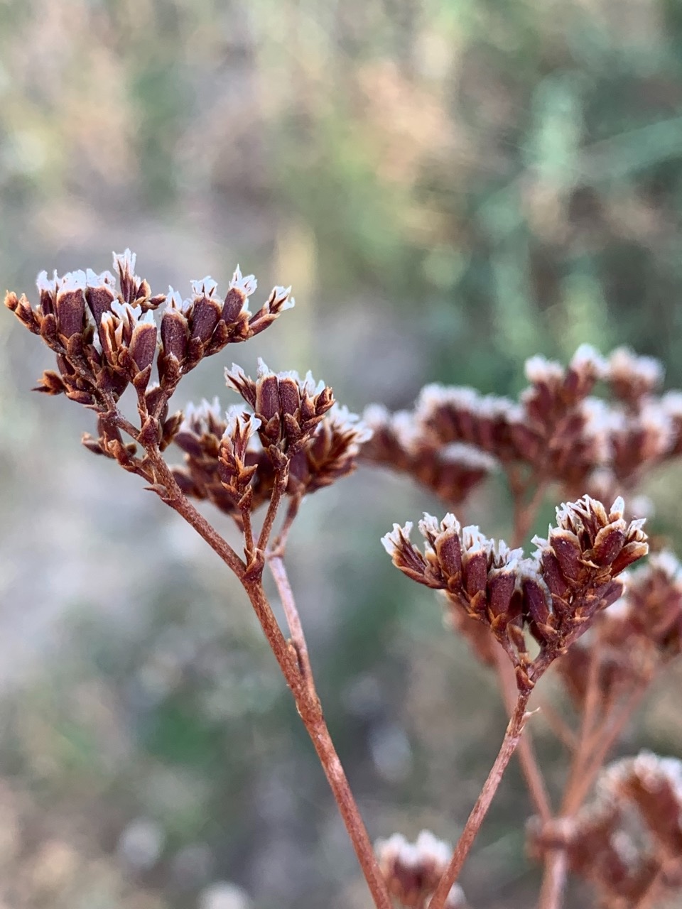 Limonium ovalifolium (3).jpg