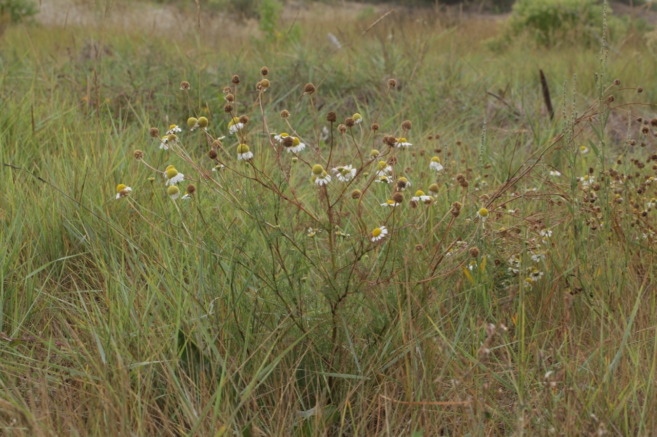 Tripleurospermum maritimum (1).jpg