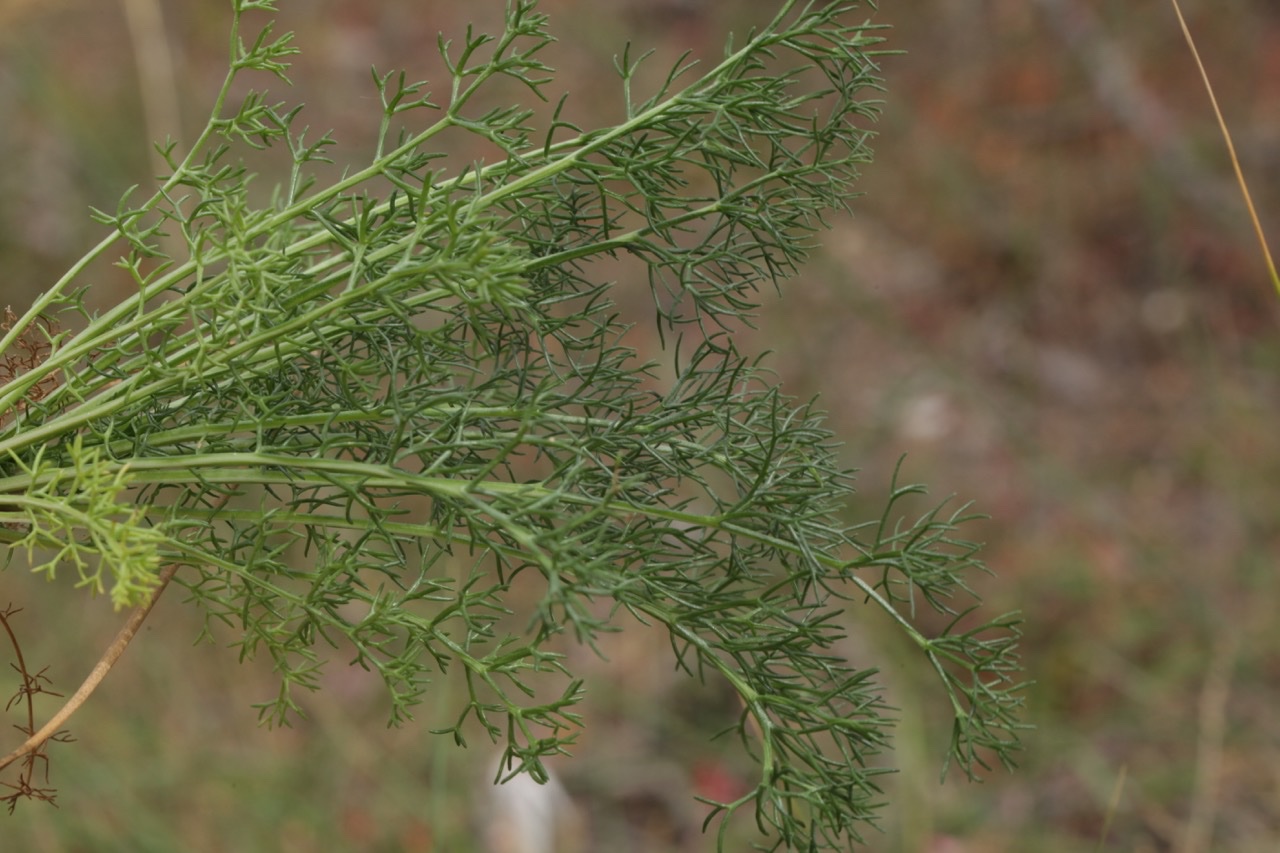 Tripleurospermum maritimum.jpg