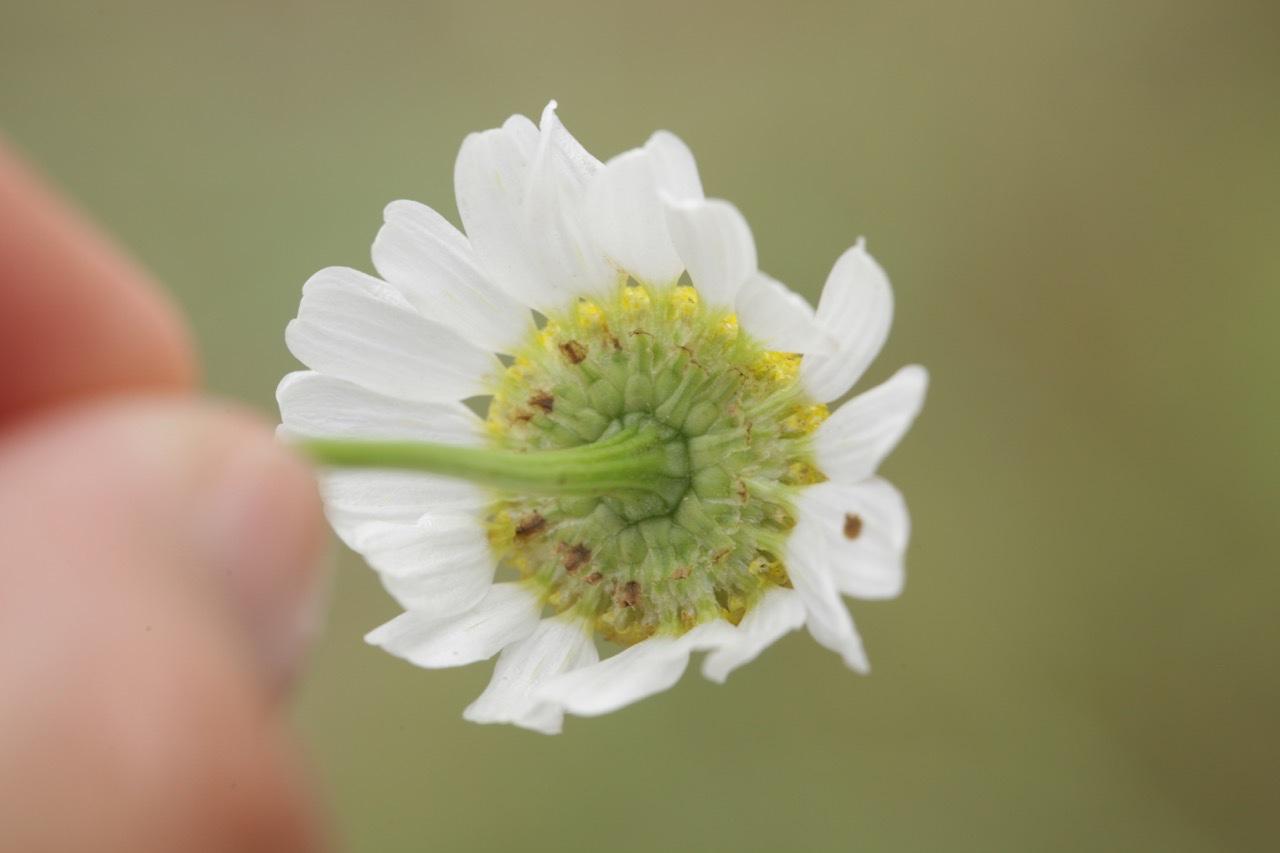 Tripleurospermum maritimum (3).jpg