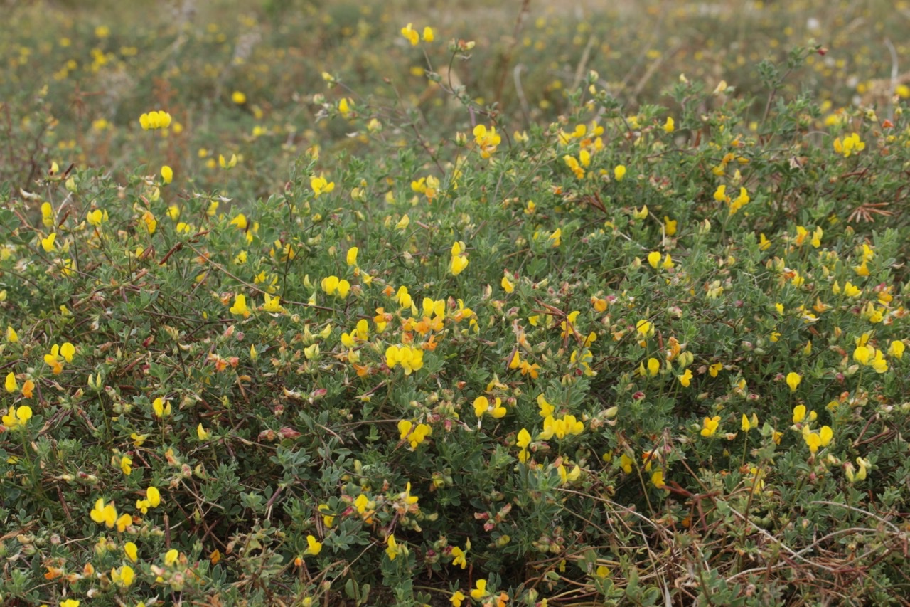 Lotus corniculatus.jpg