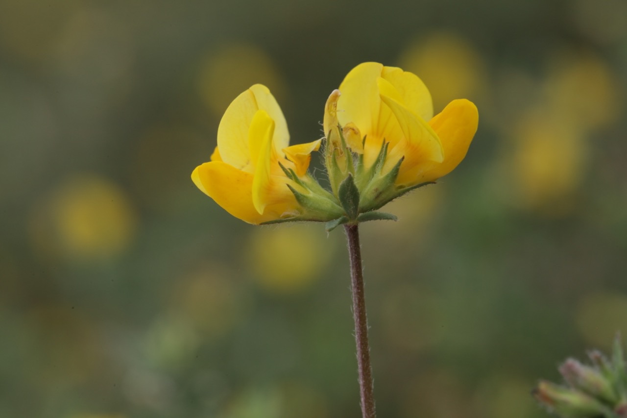 Lotus corniculatus (2).jpg