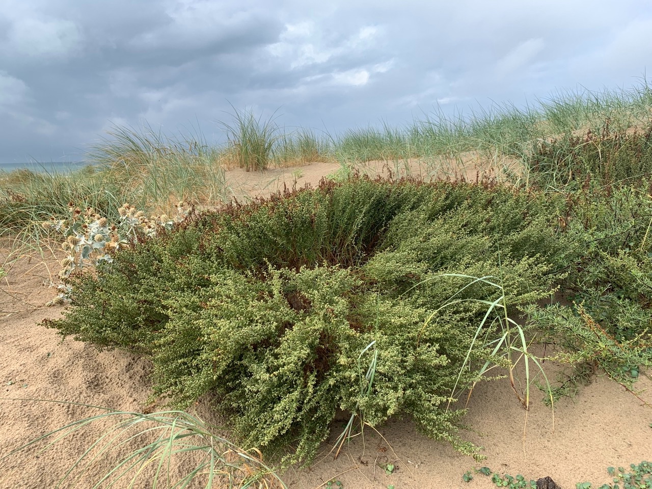 Artemisia campestris.jpg