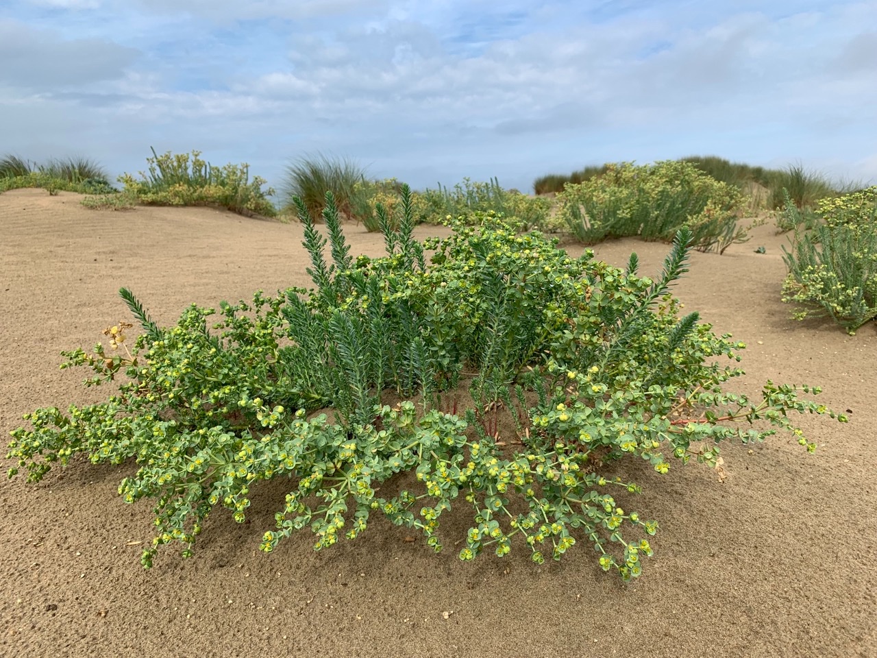 Euphorbia paralias.jpg