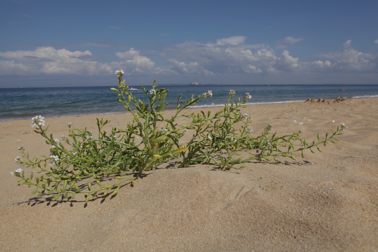 Cakile maritima subsp. integrifolia.jpg