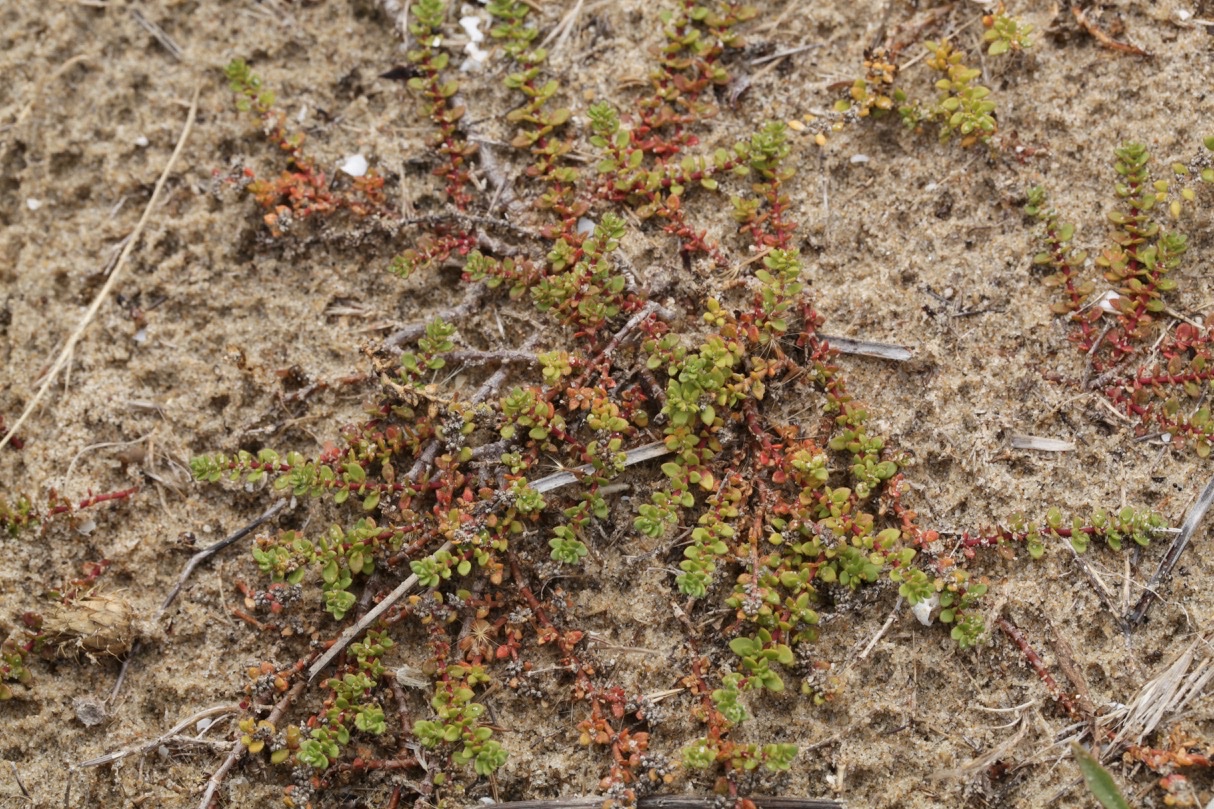 Herniaria ciliolata subsp. robusta.jpg