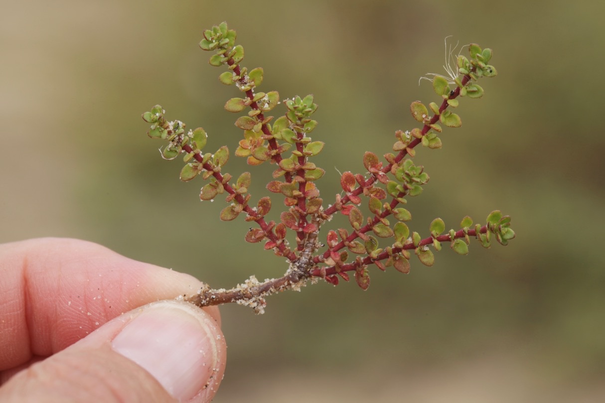 Herniaria ciliolata subsp. robusta (1).jpg