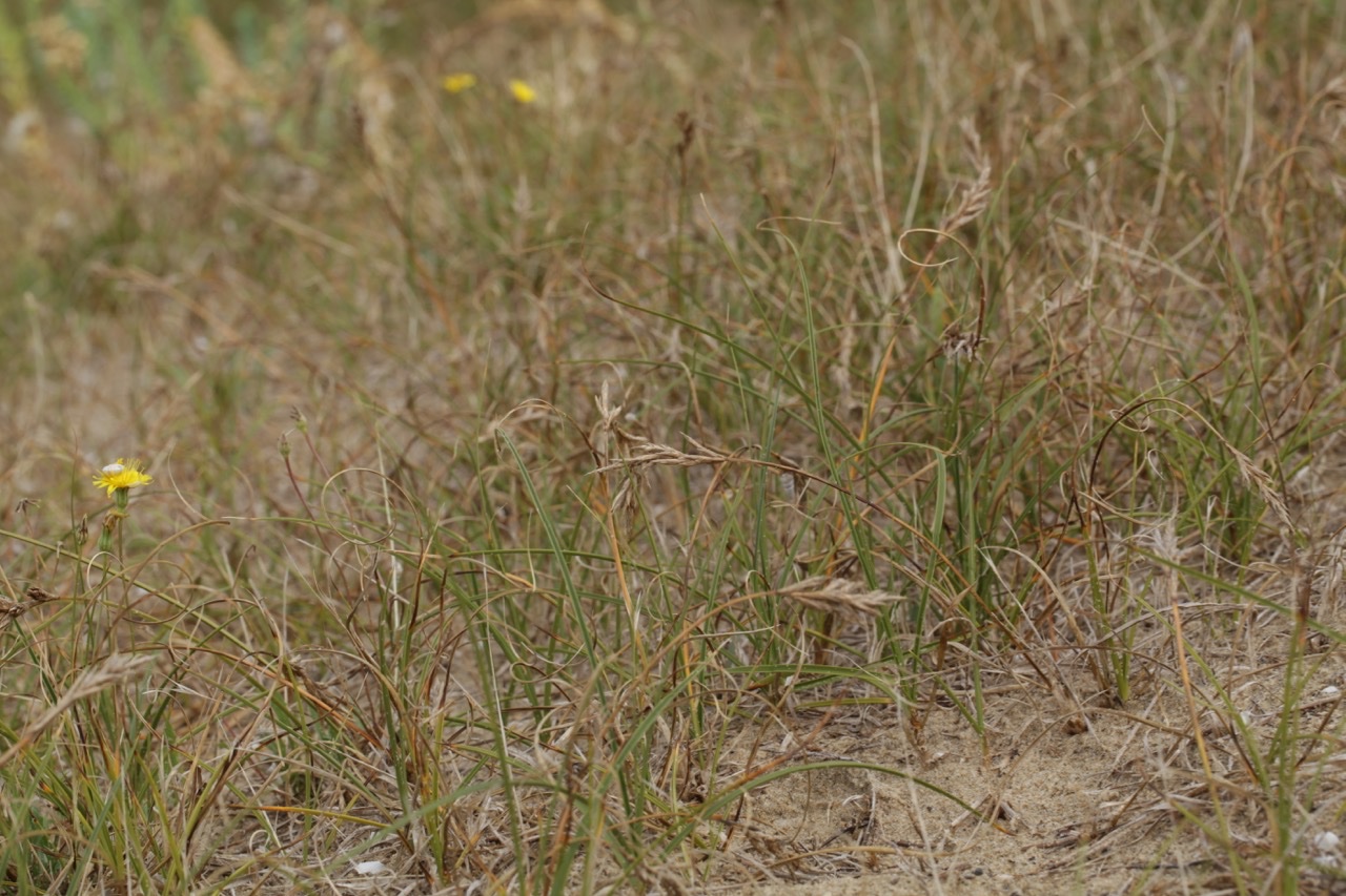 Carex arenaria.jpg