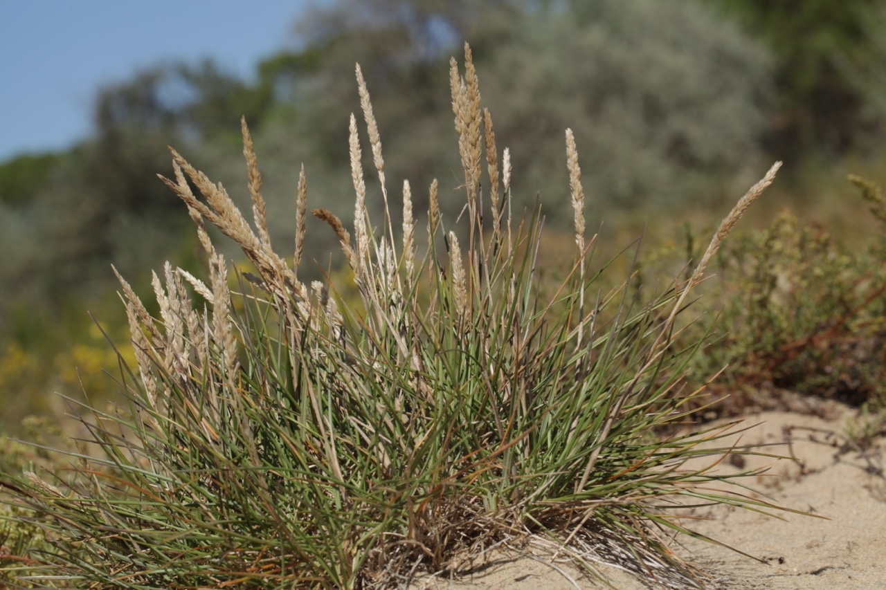 Koeleria arenaria (K. albescens ).jpg