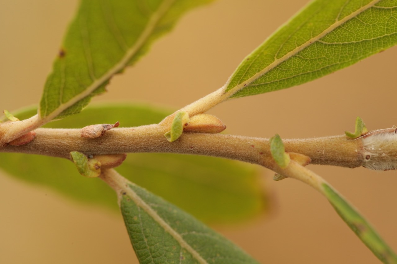 Salix atrocinerea (2).jpg