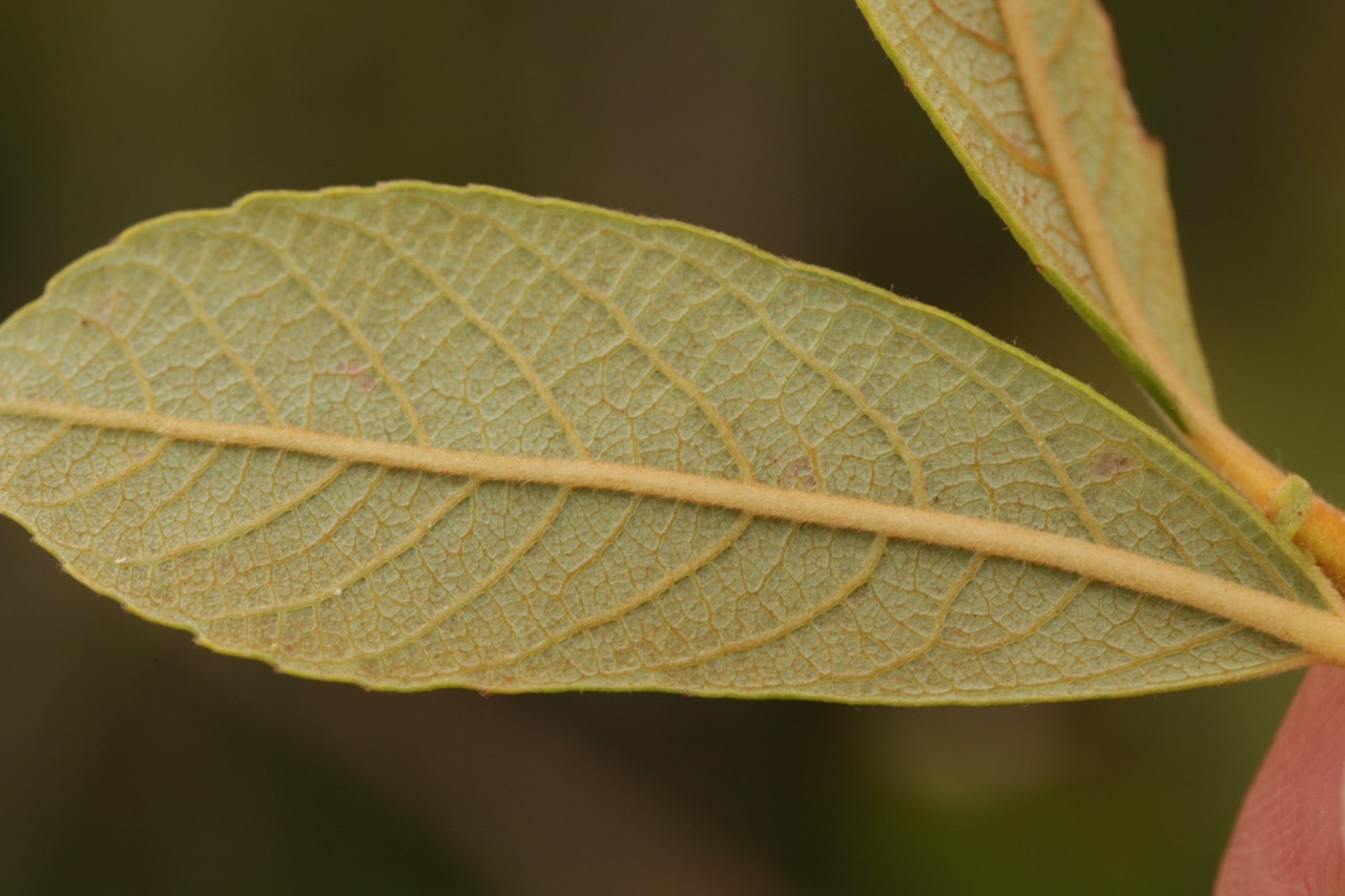 Salix atrocinerea (1).jpg