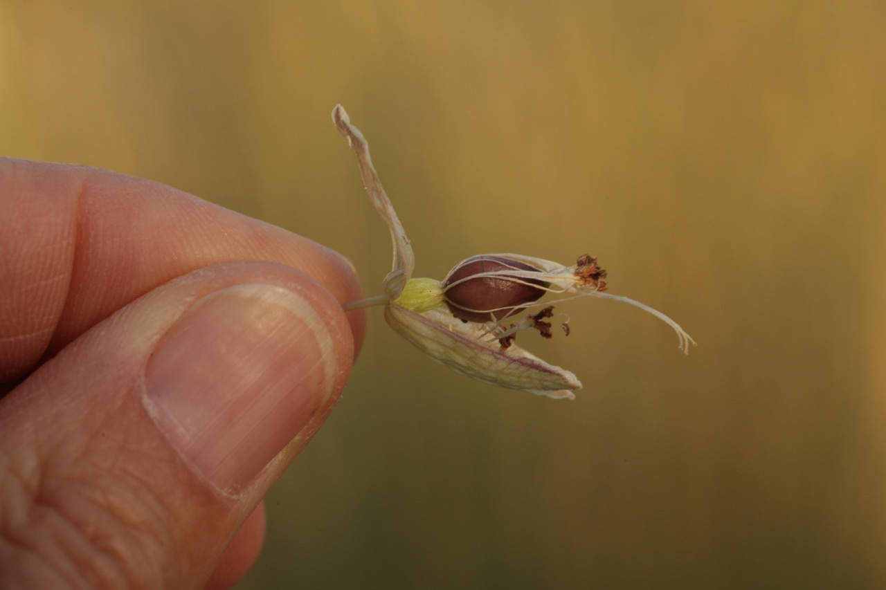 Silene uniflora subsp. thorei (1).jpg