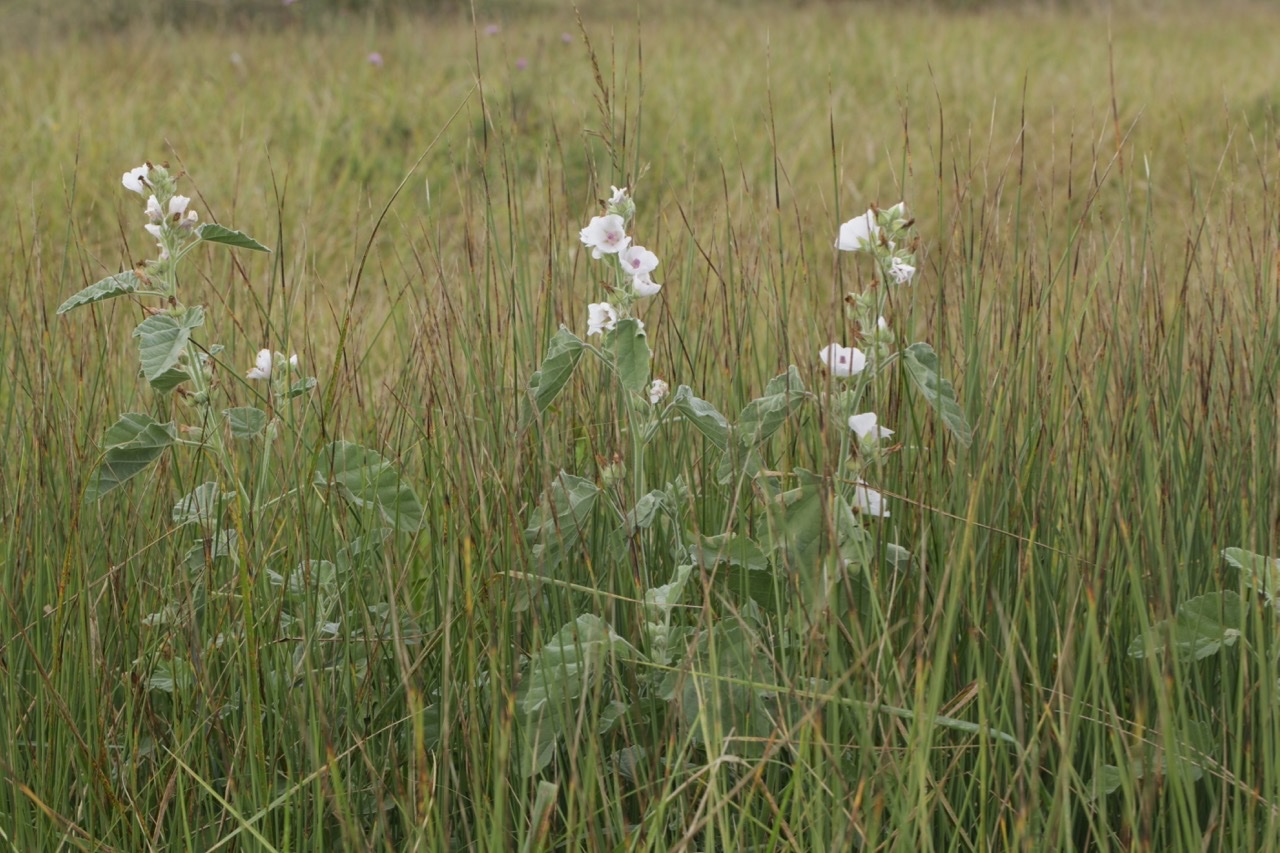 Althaea officinalis.jpg