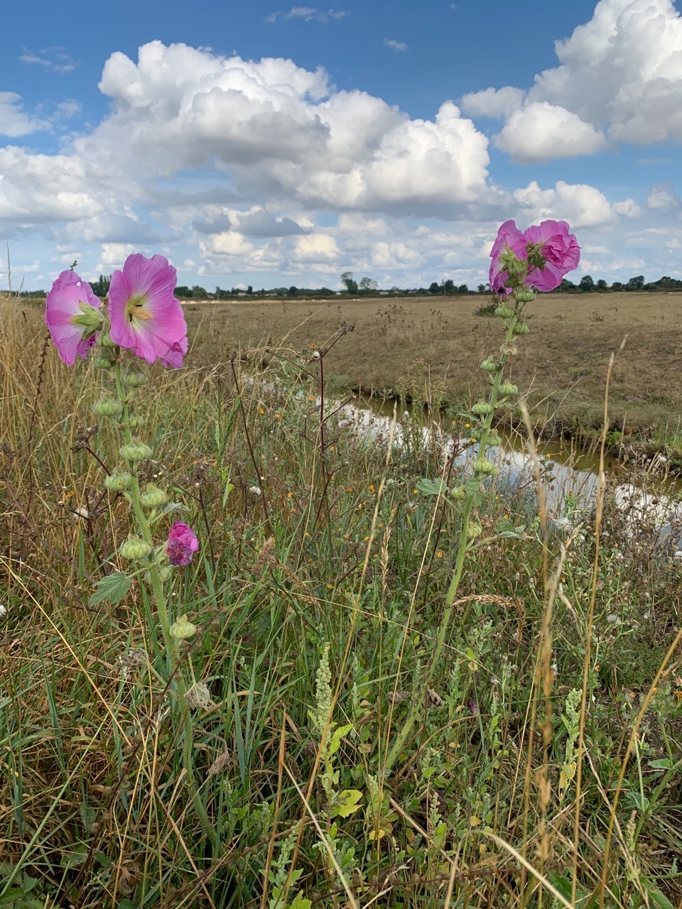 Alcea rosea.jpg