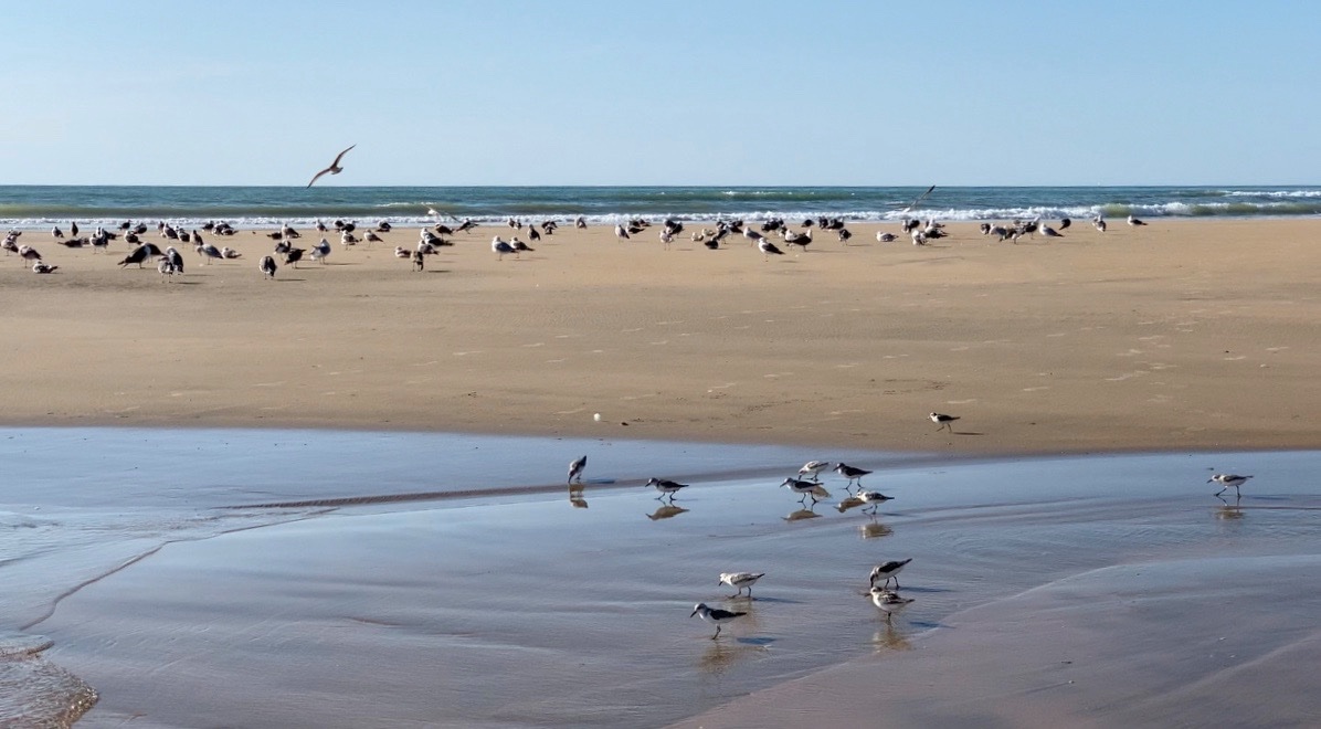 Bécasseaux sanderling et goélands.jpg