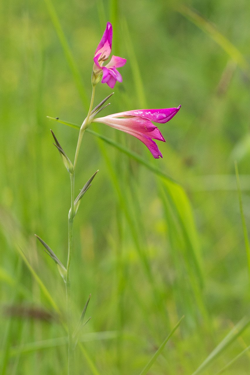 Gladiolus-3.jpg