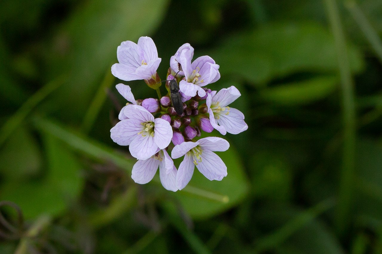 Cardamine.jpg