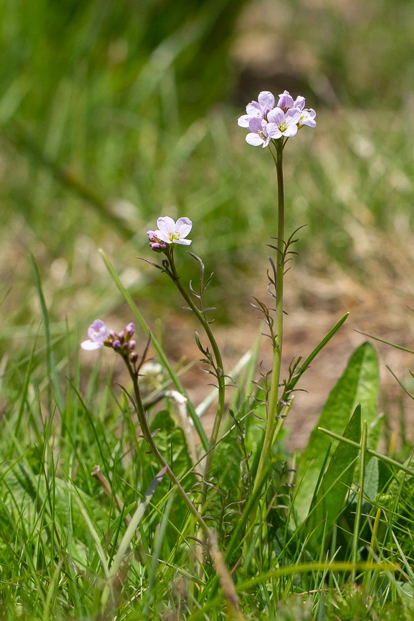 Cardamine-2.jpg