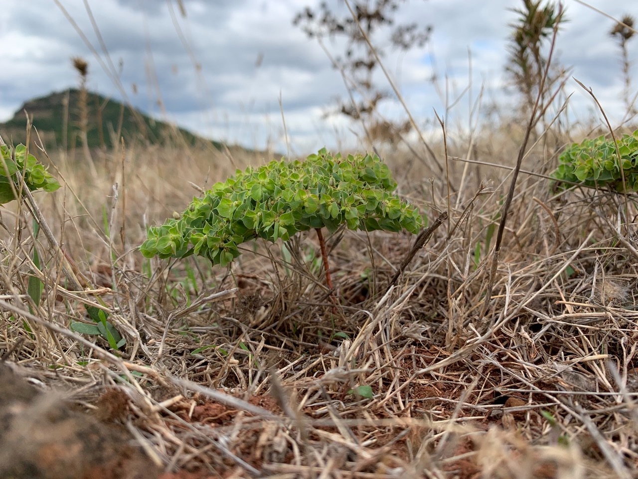 Euphorbia falcata.jpg