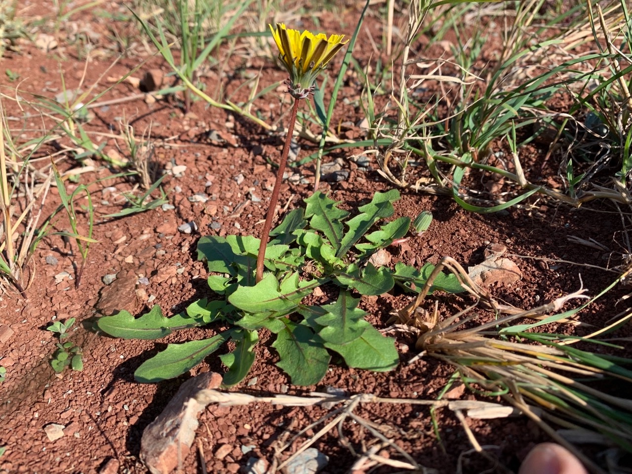 Taraxacum autumnaliforme (1).jpg