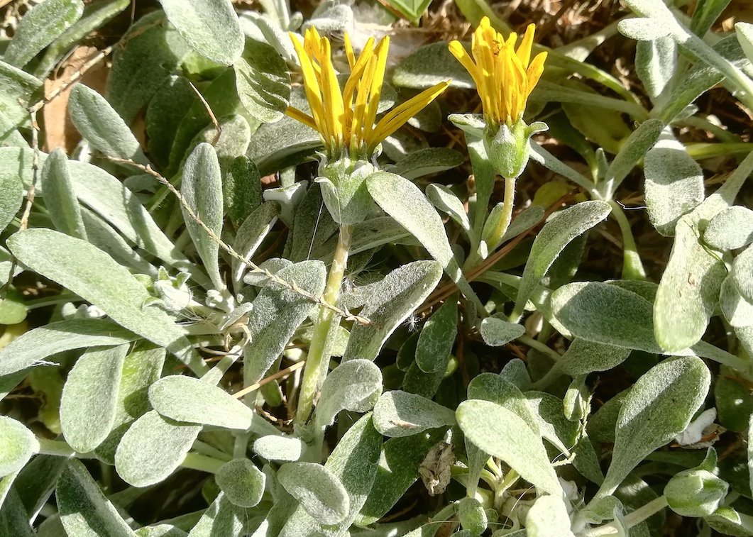 asteraceae sp. ev. kult. livorno toskana mediterran italien_20211027_152130.jpg