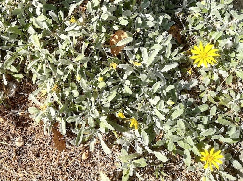 asteraceae sp. ev. kult. livorno toskana mediterran italien_20211027_152112.jpg