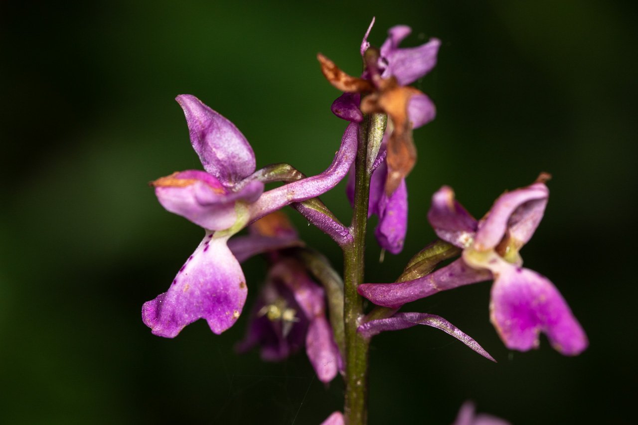 Orchidée-2.jpg