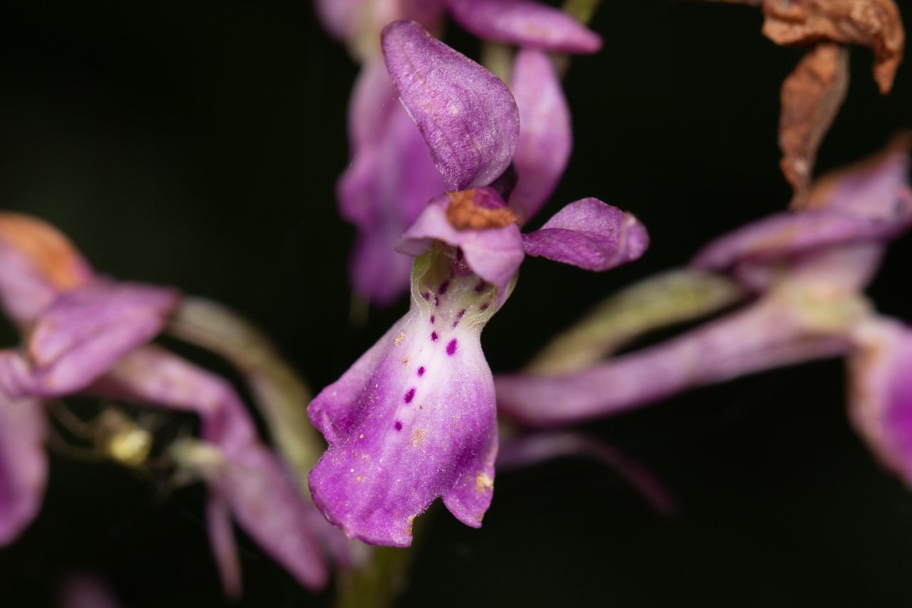Orchidée-3.jpg
