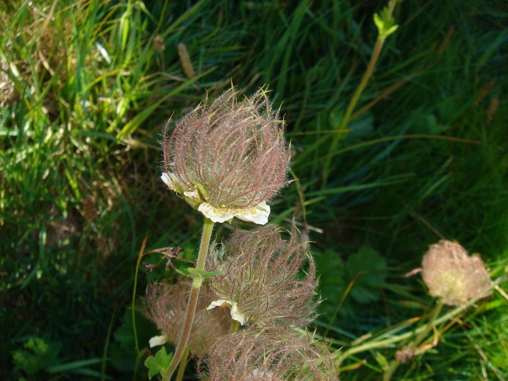 Geum montanum-Benoîte des montagnes 04.jpg