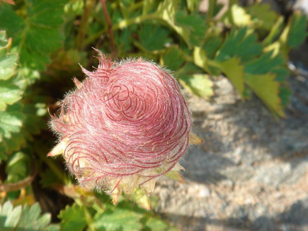 Geum reptans-Benoîte rampante 02.jpg