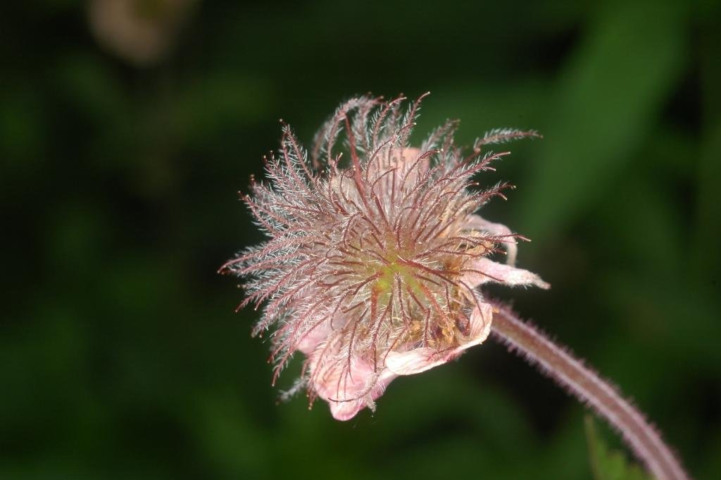 Geum rivale-Benoîte des ruisseaux 15.jpg