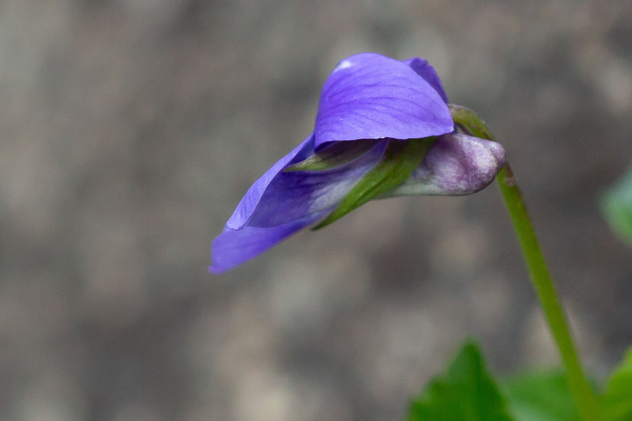 Violette-3.jpg
