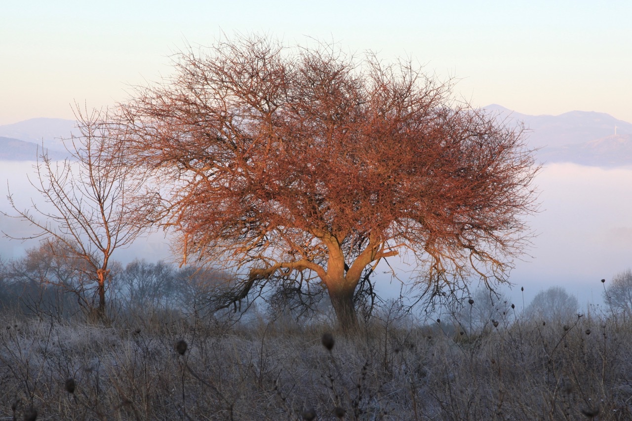 Prunus mahaleb