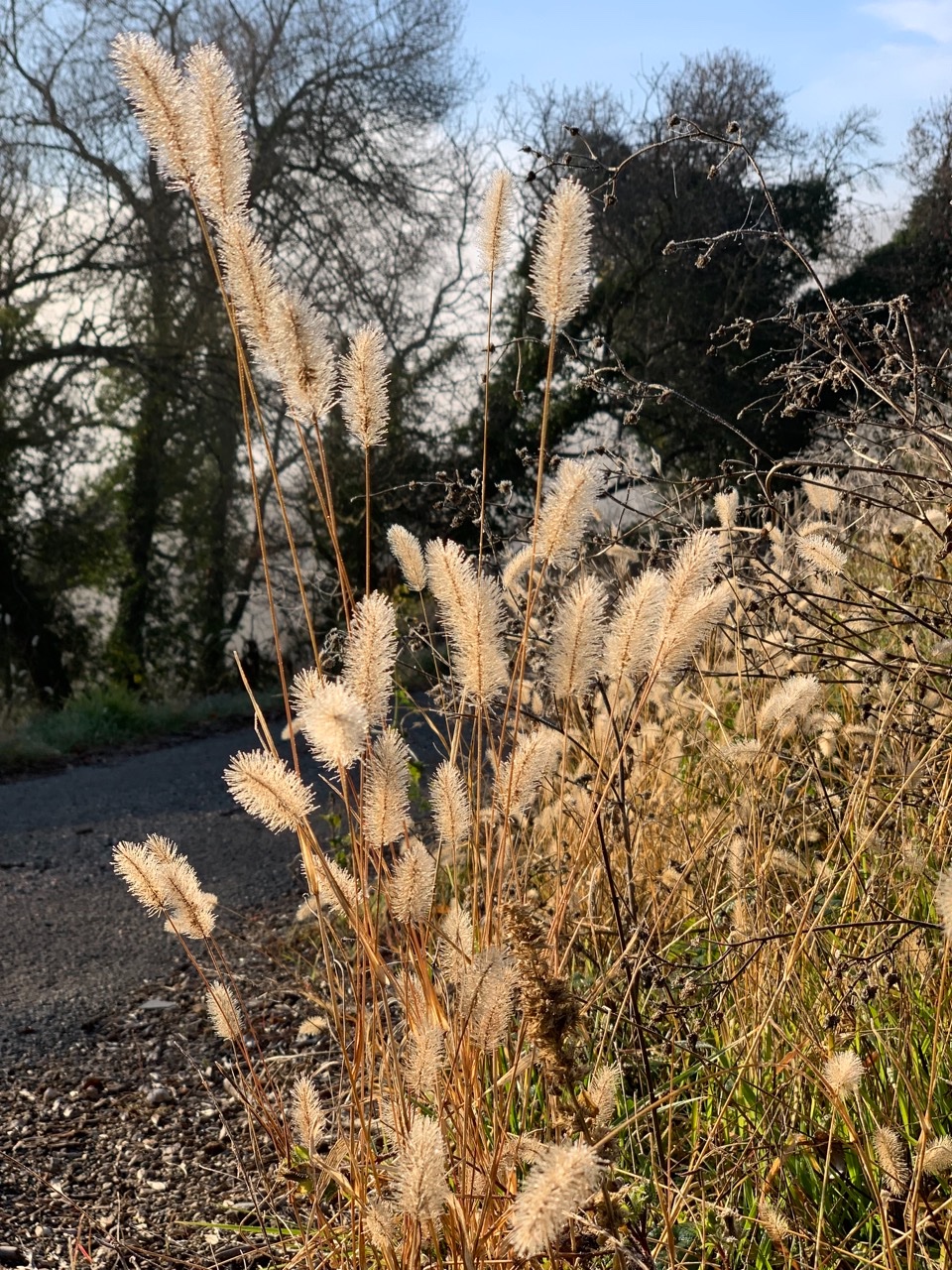 Setaria italica subsp. viridis pris dans le givre du matin