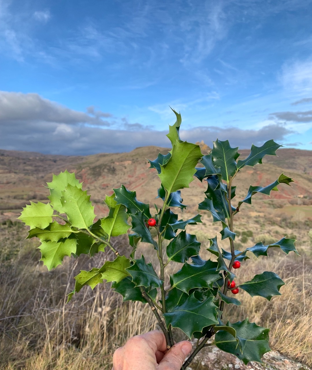 ramassé sur le chemin Ilex aquifolium