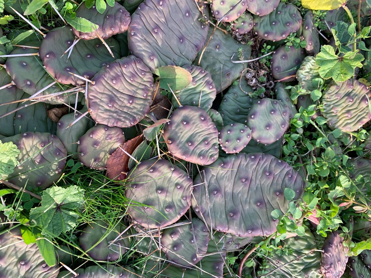 Opuntia humifusa